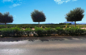 re-sale-apartment-algorfa_78780_xl
