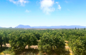 re-sale-apartment-algorfa_112645_xl