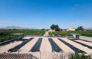 re-sale-finca-albatera_111476_xl