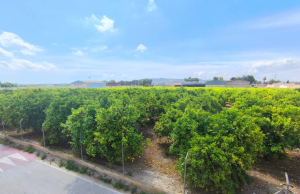 re-sale-apartment-benejuzar_63455_xl