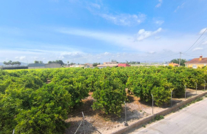 re-sale-apartment-benejuzar_63470_xl